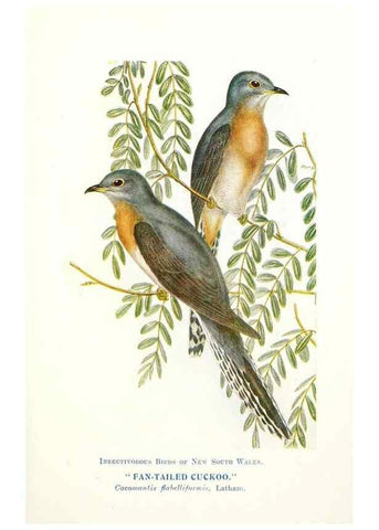 Reproducción/Reproduction 48307571421: Some useful Australian birds /. Sydney :W.A. Gullick, Govt. Printer,1921.. 
