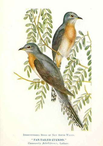 Reproducción/Reproduction 48307571421: Some useful Australian birds /. Sydney :W.A. Gullick, Govt. Printer,1921.. 