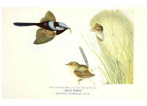 Reproducción/Reproduction 48307571941: Some useful Australian birds /. Sydney :W.A. Gullick, Govt. Printer,1921.. 