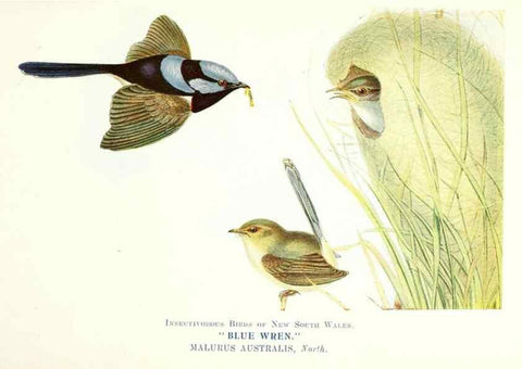 Reproducción/Reproduction 48307571941: Some useful Australian birds /. Sydney :W.A. Gullick, Govt. Printer,1921.. 