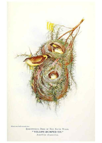Reproducción/Reproduction 48307684752: Some useful Australian birds /. Sydney :W.A. Gullick, Govt. Printer,1921.. 