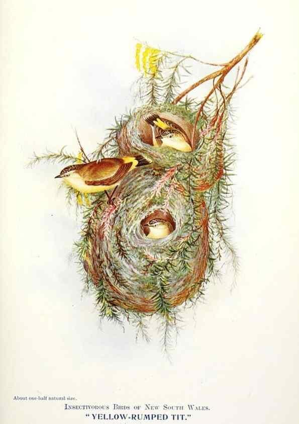Reproducción/Reproduction 48307684752: Some useful Australian birds /. Sydney :W.A. Gullick, Govt. Printer,1921.. 