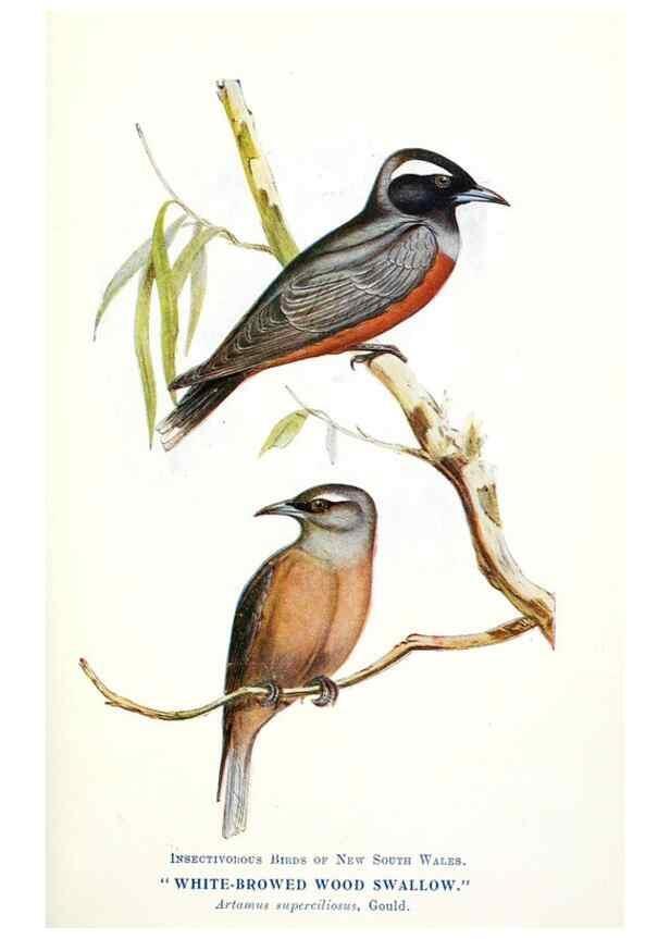 Reproducción/Reproduction 48307685557: Some useful Australian birds /. Sydney :W.A. Gullick, Govt. Printer,1921.. 