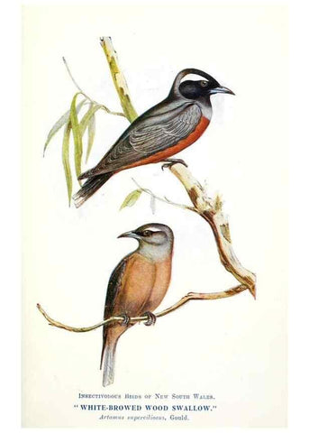 Reproducción/Reproduction 48307685557: Some useful Australian birds /. Sydney :W.A. Gullick, Govt. Printer,1921.. 