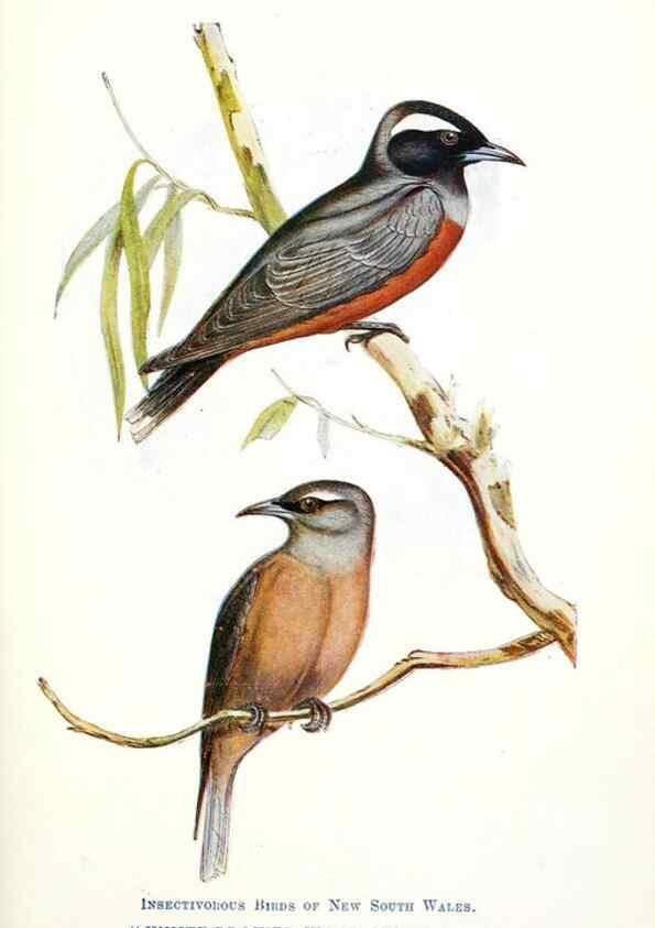 Reproducción/Reproduction 48307685557: Some useful Australian birds /. Sydney :W.A. Gullick, Govt. Printer,1921.. 