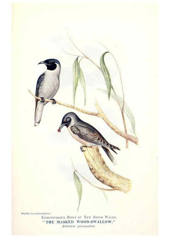Reproducción/Reproduction 48307573911: Some useful Australian birds /. Sydney :W.A. Gullick, Govt. Printer,1921.. 
