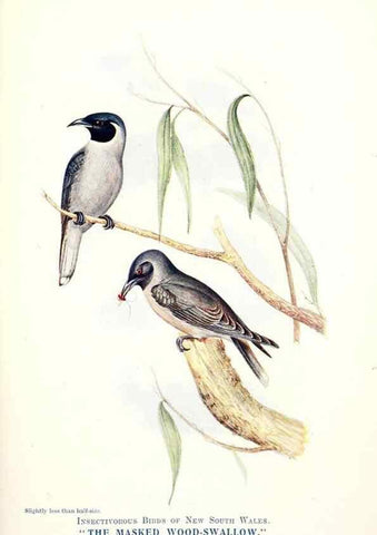 Reproducción/Reproduction 48307573911: Some useful Australian birds /. Sydney :W.A. Gullick, Govt. Printer,1921.. 