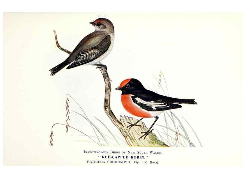 Reproducción/Reproduction 48307574421: Some useful Australian birds /. Sydney :W.A. Gullick, Govt. Printer,1921.. 