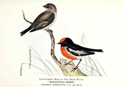 Reproducción/Reproduction 48307574421: Some useful Australian birds /. Sydney :W.A. Gullick, Govt. Printer,1921.. 