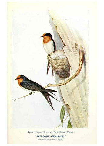 Reproducción/Reproduction 48307677952: Some useful Australian birds /. Sydney :W.A. Gullick, Govt. Printer,1921.. 