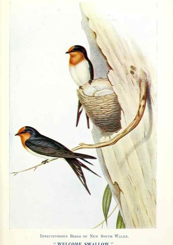 Reproducción/Reproduction 48307677952: Some useful Australian birds /. Sydney :W.A. Gullick, Govt. Printer,1921.. 