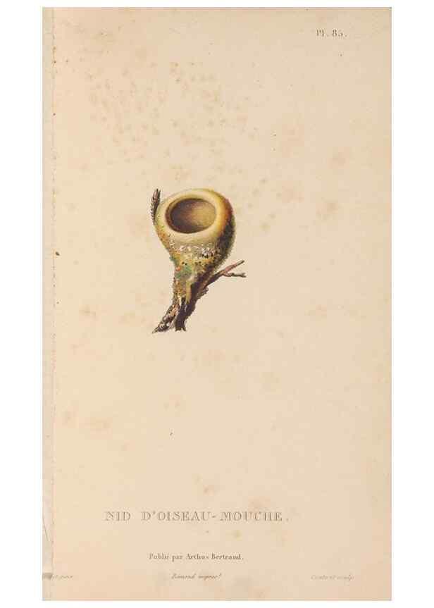 Reproducción/Reproduction 48307540077: Histoire naturelle des oiseaux-mouches :. Paris :Arthus Bertrand,[1829-1830].. 