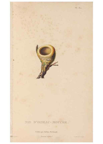 Reproducción/Reproduction 48307540077: Histoire naturelle des oiseaux-mouches :. Paris :Arthus Bertrand,[1829-1830].. 