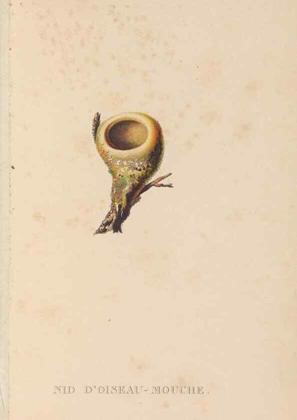 Reproducción/Reproduction 48307540077: Histoire naturelle des oiseaux-mouches :. Paris :Arthus Bertrand,[1829-1830].. 