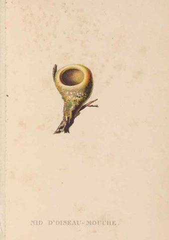 Reproducción/Reproduction 48307540077: Histoire naturelle des oiseaux-mouches :. Paris :Arthus Bertrand,[1829-1830].. 