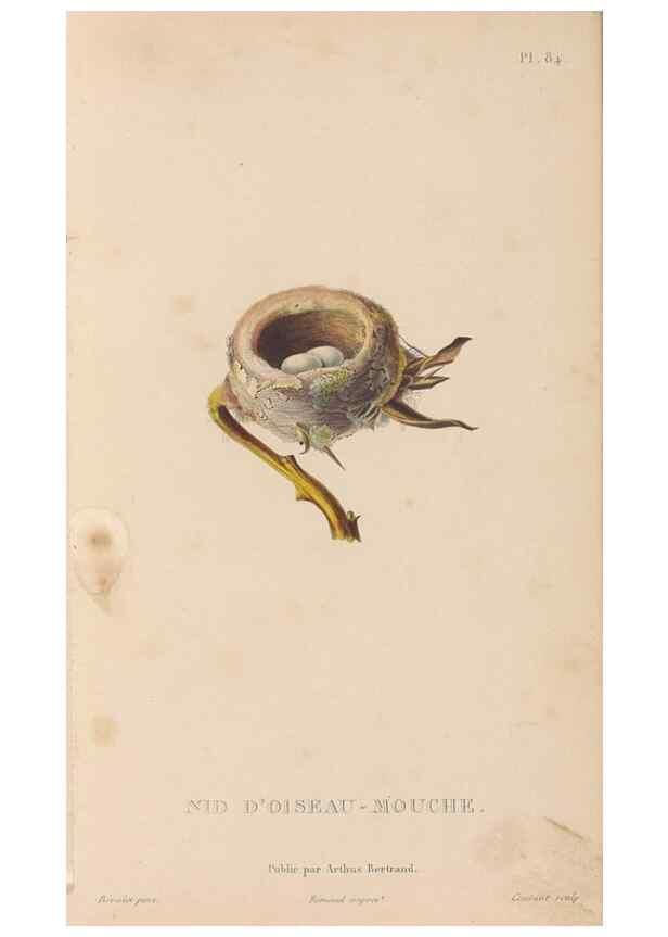Reproducción/Reproduction 48307425706: Histoire naturelle des oiseaux-mouches :. Paris :Arthus Bertrand,[1829-1830].. 