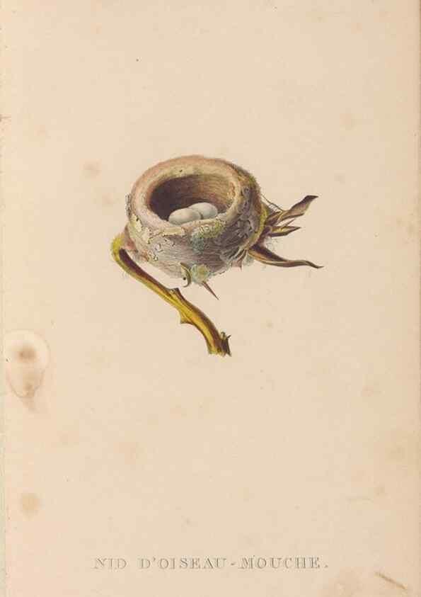 Reproducción/Reproduction 48307425706: Histoire naturelle des oiseaux-mouches :. Paris :Arthus Bertrand,[1829-1830].. 