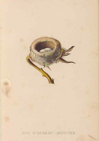 Reproducción/Reproduction 48307425706: Histoire naturelle des oiseaux-mouches :. Paris :Arthus Bertrand,[1829-1830].. 