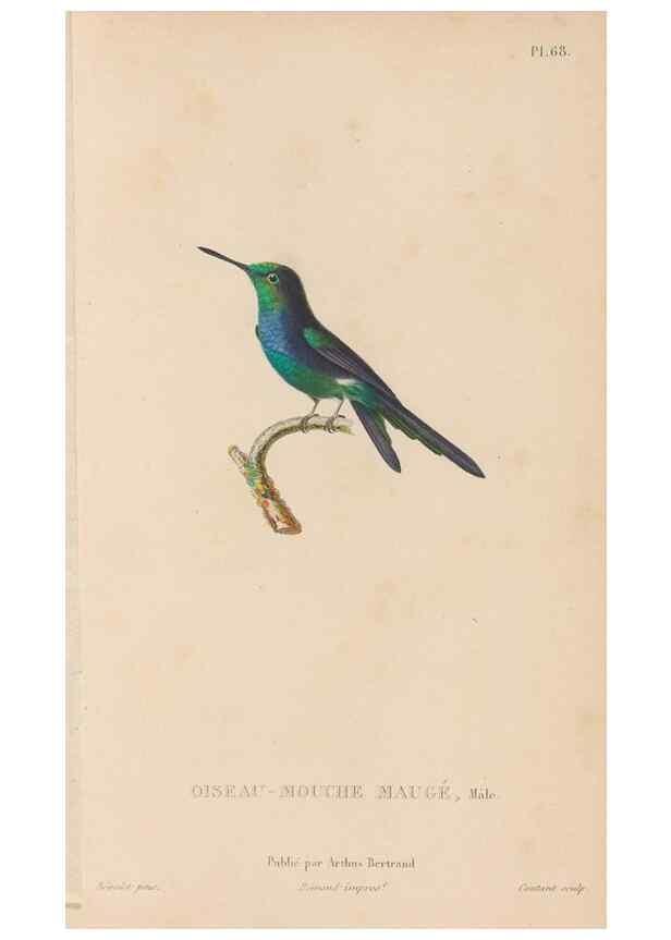 Reproducción/Reproduction 48307418866: Histoire naturelle des oiseaux-mouches :. Paris :Arthus Bertrand,[1829-1830].. 