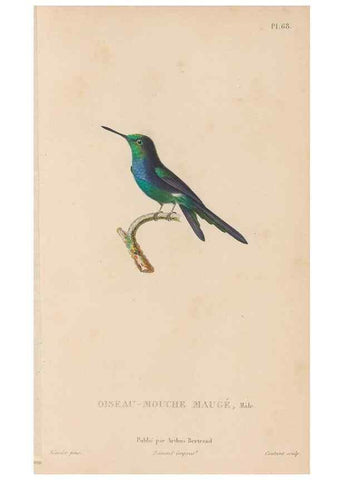 Reproducción/Reproduction 48307418866: Histoire naturelle des oiseaux-mouches :. Paris :Arthus Bertrand,[1829-1830].. 