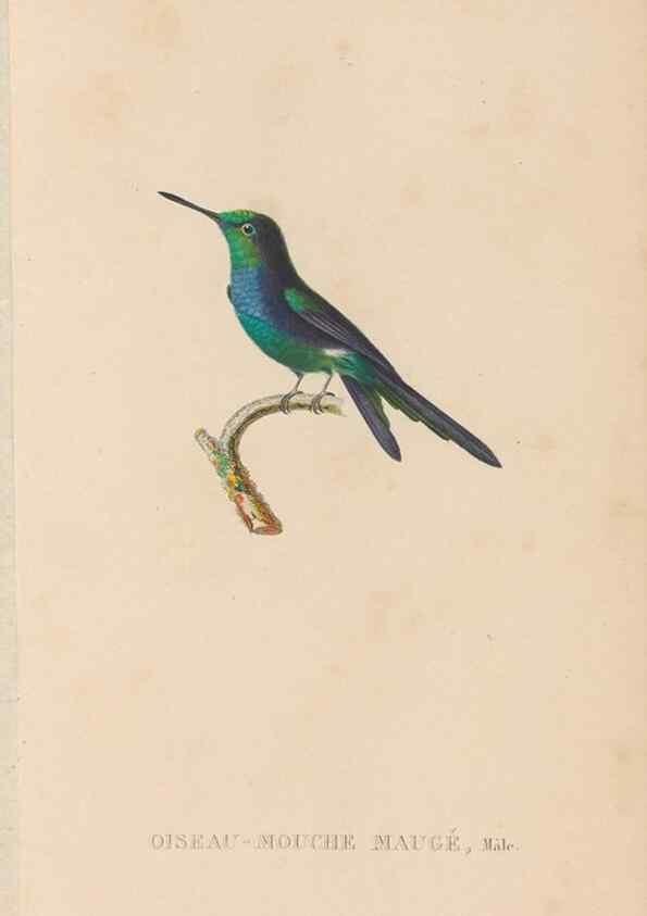 Reproducción/Reproduction 48307418866: Histoire naturelle des oiseaux-mouches :. Paris :Arthus Bertrand,[1829-1830].. 