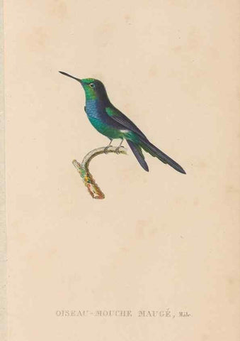 Reproducción/Reproduction 48307418866: Histoire naturelle des oiseaux-mouches :. Paris :Arthus Bertrand,[1829-1830].. 