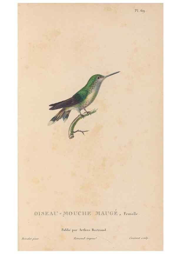 Reproducción/Reproduction 48307533127: Histoire naturelle des oiseaux-mouches :. Paris :Arthus Bertrand,[1829-1830].. 