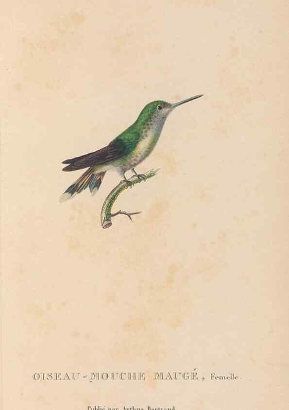 Reproducción/Reproduction 48307533127: Histoire naturelle des oiseaux-mouches :. Paris :Arthus Bertrand,[1829-1830].. 