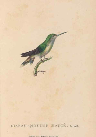 Reproducción/Reproduction 48307533127: Histoire naturelle des oiseaux-mouches :. Paris :Arthus Bertrand,[1829-1830].. 