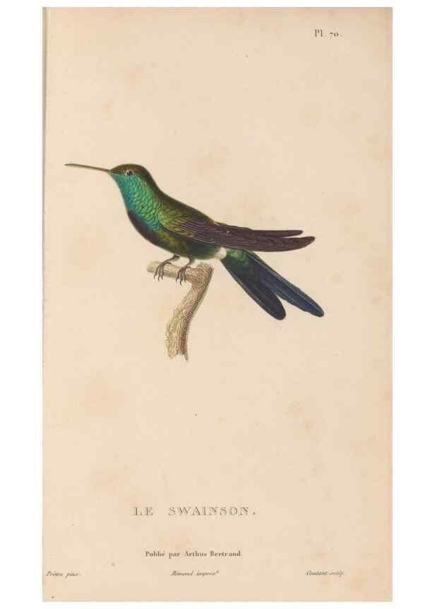 Reproducción/Reproduction 48307419556: Histoire naturelle des oiseaux-mouches :. Paris :Arthus Bertrand,[1829-1830].. 