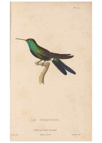Reproducción/Reproduction 48307419556: Histoire naturelle des oiseaux-mouches :. Paris :Arthus Bertrand,[1829-1830].. 