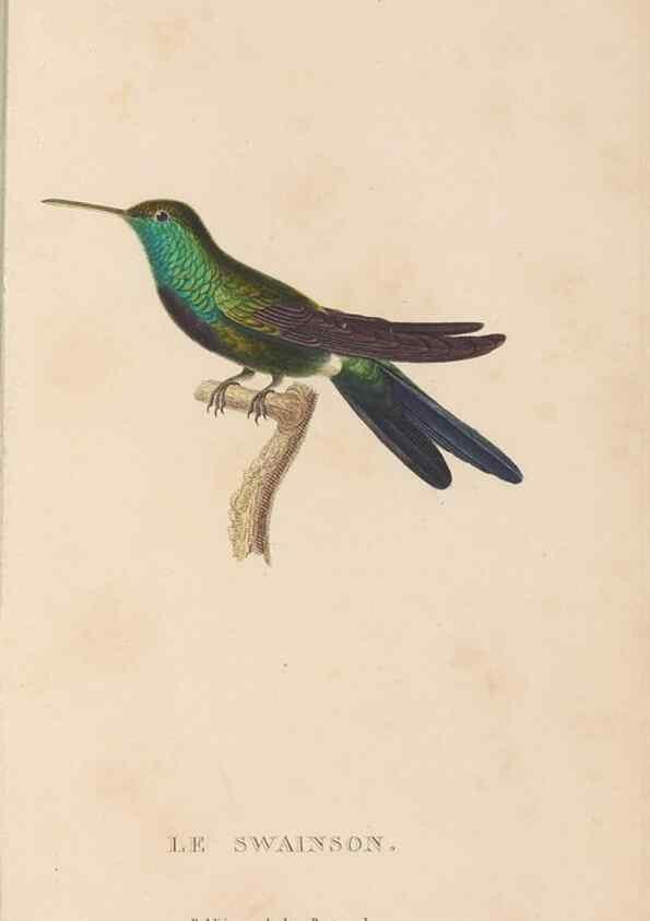 Reproducción/Reproduction 48307419556: Histoire naturelle des oiseaux-mouches :. Paris :Arthus Bertrand,[1829-1830].. 