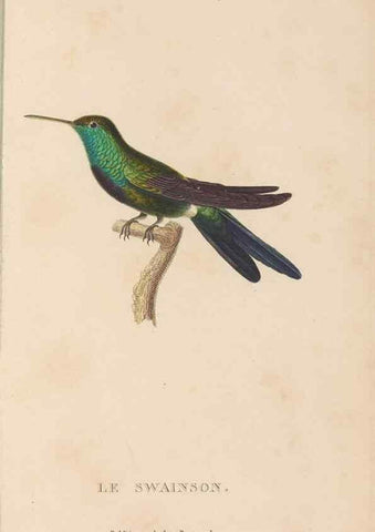 Reproducción/Reproduction 48307419556: Histoire naturelle des oiseaux-mouches :. Paris :Arthus Bertrand,[1829-1830].. 