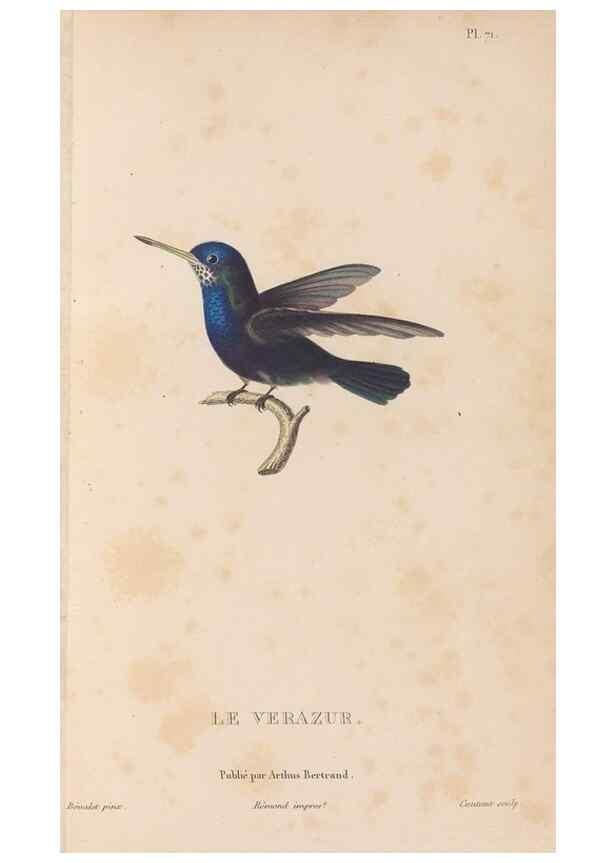 Reproducción/Reproduction 48307420571: Histoire naturelle des oiseaux-mouches :. Paris :Arthus Bertrand,[1829-1830].. 