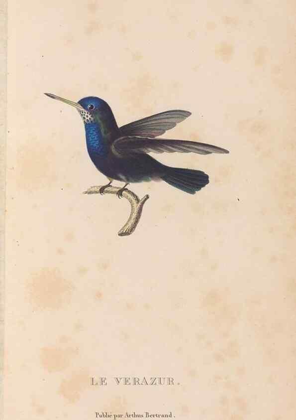 Reproducción/Reproduction 48307420571: Histoire naturelle des oiseaux-mouches :. Paris :Arthus Bertrand,[1829-1830].. 
