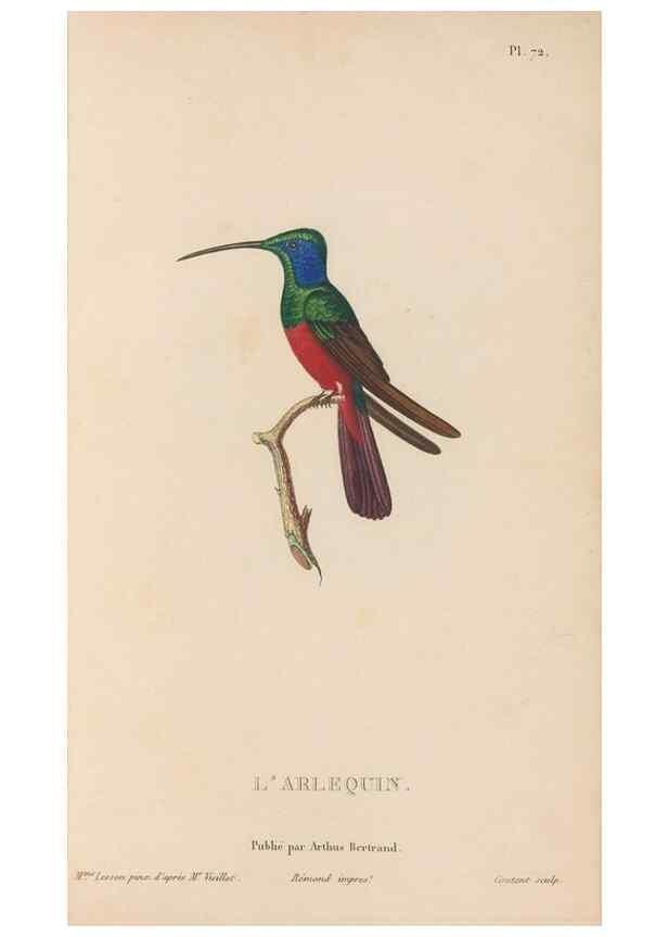 Reproducción/Reproduction 48307534862: Histoire naturelle des oiseaux-mouches :. Paris :Arthus Bertrand,[1829-1830].. 