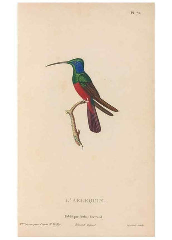 Reproducción/Reproduction 48307534862: Histoire naturelle des oiseaux-mouches :. Paris :Arthus Bertrand,[1829-1830].. 