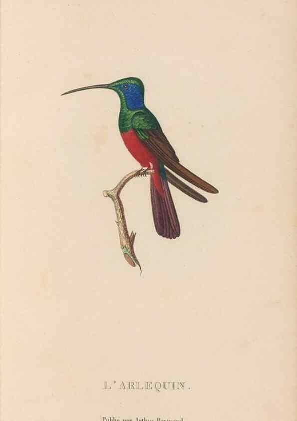 Reproducción/Reproduction 48307534862: Histoire naturelle des oiseaux-mouches :. Paris :Arthus Bertrand,[1829-1830].. 