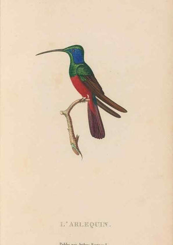 Reproducción/Reproduction 48307534862: Histoire naturelle des oiseaux-mouches :. Paris :Arthus Bertrand,[1829-1830].. 