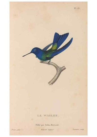 Reproducción/Reproduction 48307535262: Histoire naturelle des oiseaux-mouches :. Paris :Arthus Bertrand,[1829-1830].. 