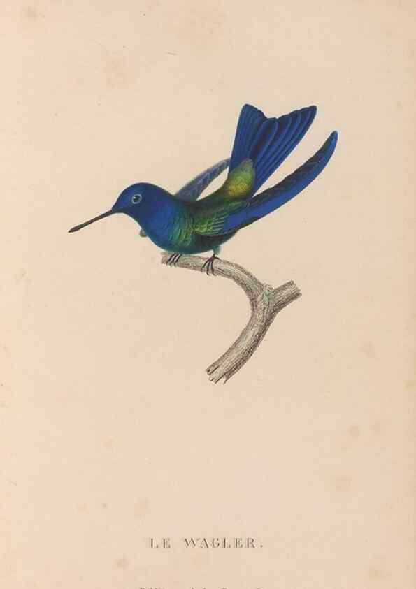 Reproducción/Reproduction 48307535262: Histoire naturelle des oiseaux-mouches :. Paris :Arthus Bertrand,[1829-1830].. 