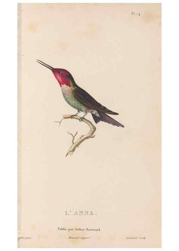 Reproducción/Reproduction 48307535817: Histoire naturelle des oiseaux-mouches :. Paris :Arthus Bertrand,[1829-1830].. 