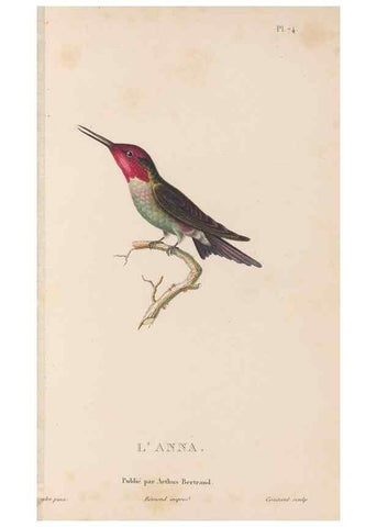 Reproducción/Reproduction 48307535817: Histoire naturelle des oiseaux-mouches :. Paris :Arthus Bertrand,[1829-1830].. 