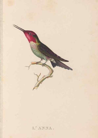 Reproducción/Reproduction 48307535817: Histoire naturelle des oiseaux-mouches :. Paris :Arthus Bertrand,[1829-1830].. 