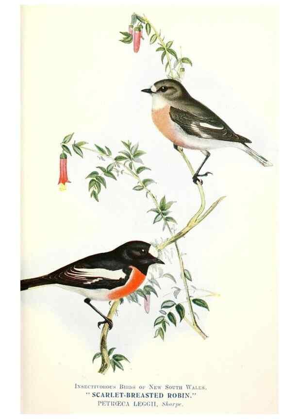 Reproducción/Reproduction 48307574891: Some useful Australian birds /. Sydney :W.A. Gullick, Govt. Printer,1921.. 