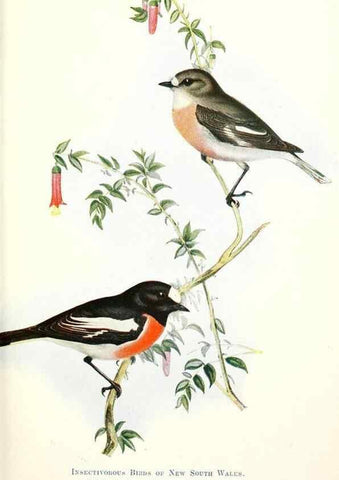 Reproducción/Reproduction 48307574891: Some useful Australian birds /. Sydney :W.A. Gullick, Govt. Printer,1921.. 
