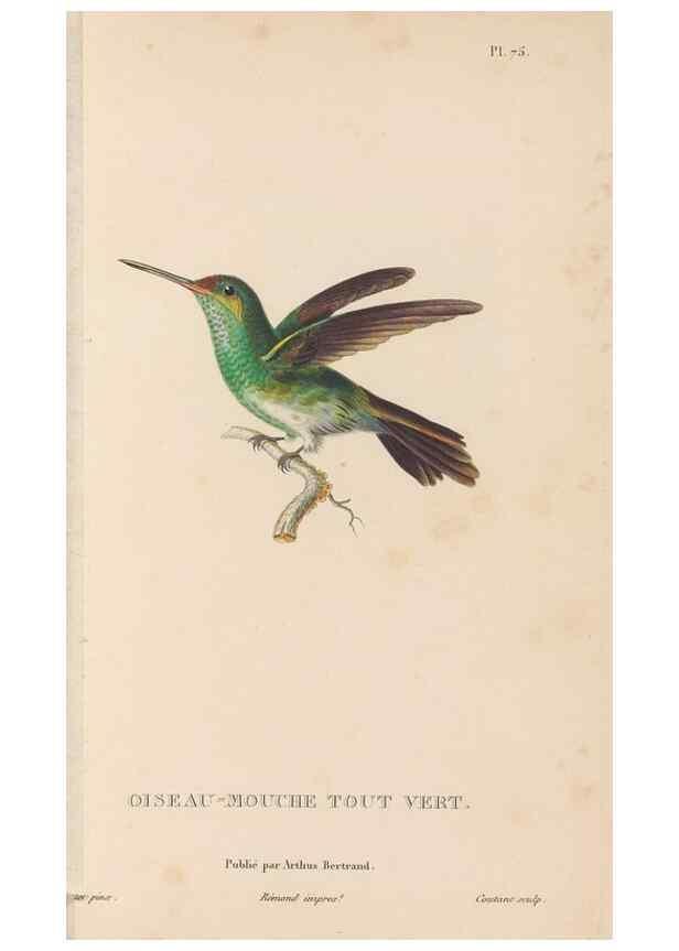 Reproducción/Reproduction 48307422166: Histoire naturelle des oiseaux-mouches :. Paris :Arthus Bertrand,[1829-1830].. 
