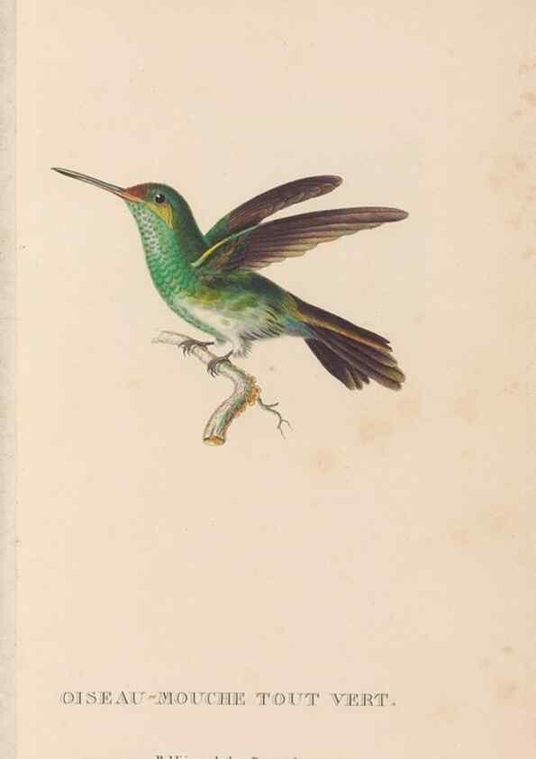 Reproducción/Reproduction 48307422166: Histoire naturelle des oiseaux-mouches :. Paris :Arthus Bertrand,[1829-1830].. 