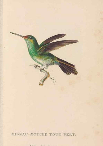 Reproducción/Reproduction 48307422166: Histoire naturelle des oiseaux-mouches :. Paris :Arthus Bertrand,[1829-1830].. 