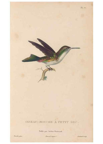 Reproducción/Reproduction 48307536942: Histoire naturelle des oiseaux-mouches :. Paris :Arthus Bertrand,[1829-1830].. 